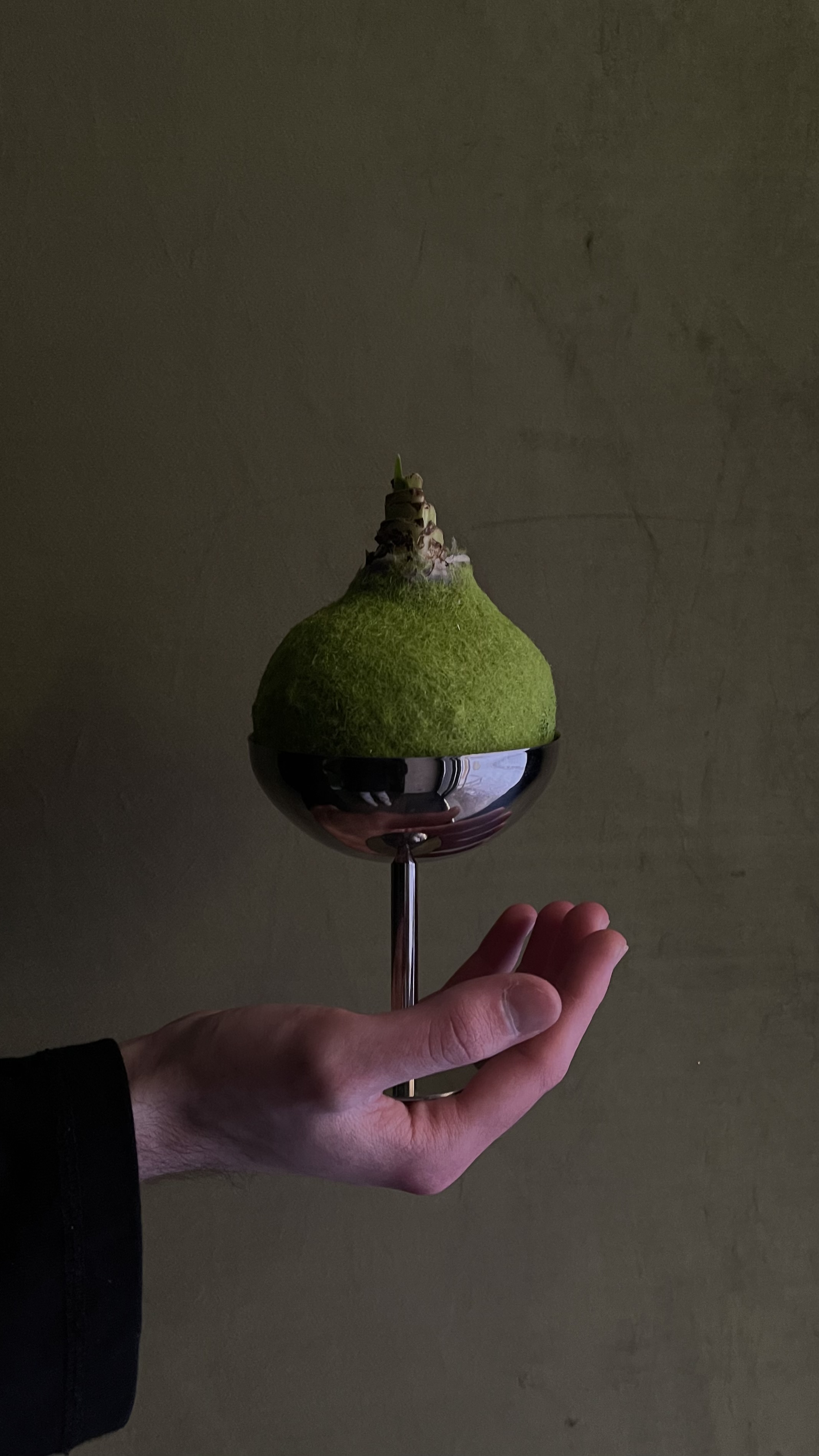 Луковица амариллиса