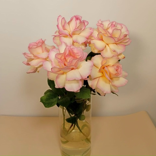 Роза Французская