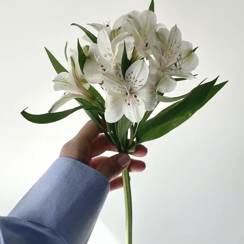 Альстромерия микс