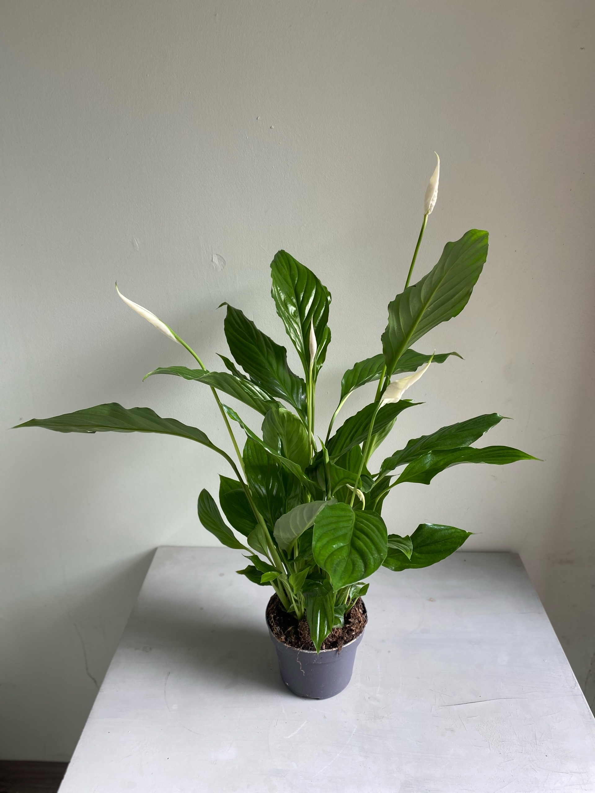 Спатифиллум