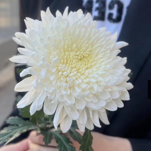 Хризантемы одноголовые белая