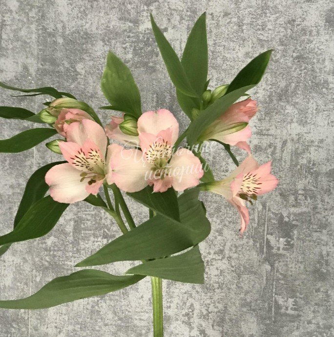 Альстромерия светло-розовая
