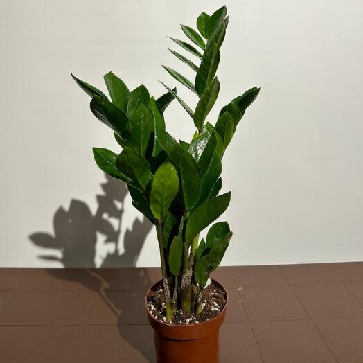 Комнатное растение Замиокулькас