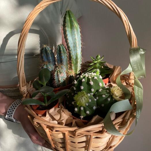 То самое лукошко🌵(Суккуленты)