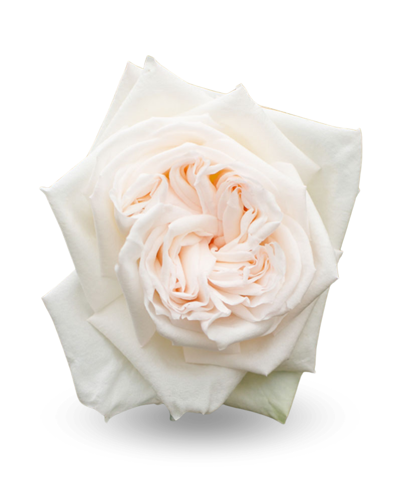 Роза «Уайт охара»