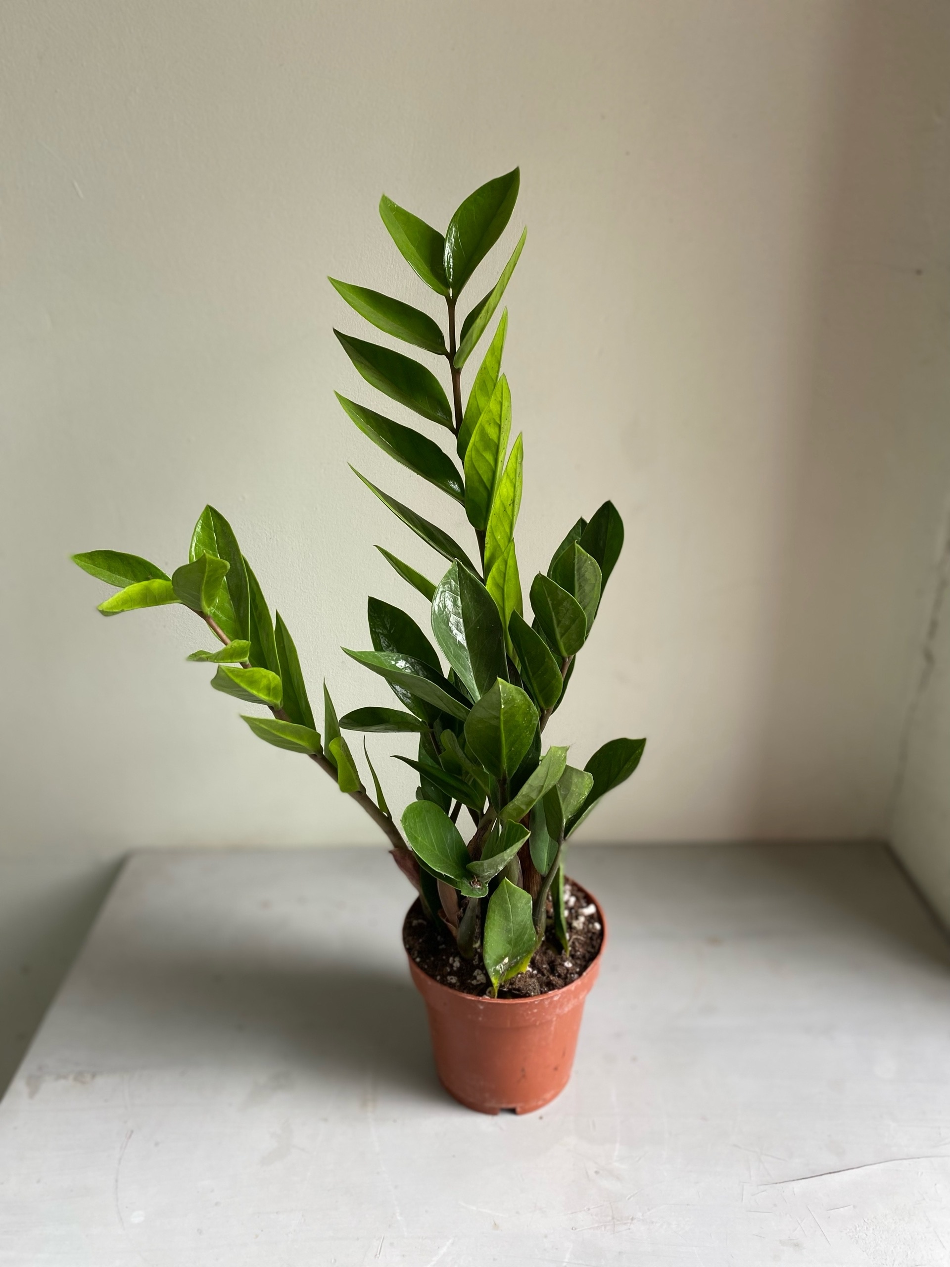 Замиокулькас