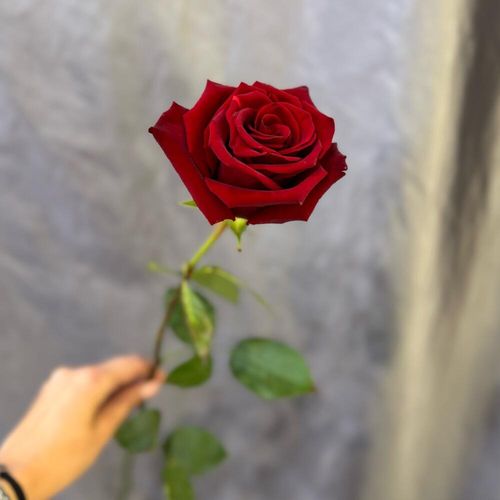 Роза красная Эквадор 55 см