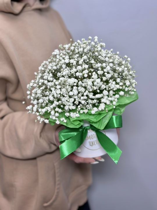 Гипсофила в коробке