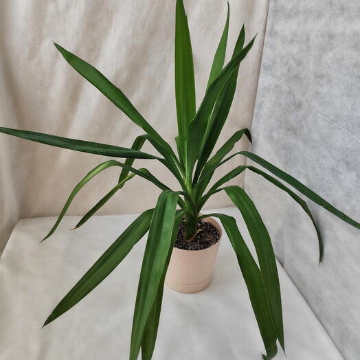 Комнатное растение Юкка