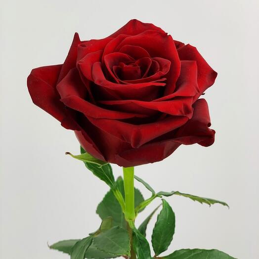 Красная роза