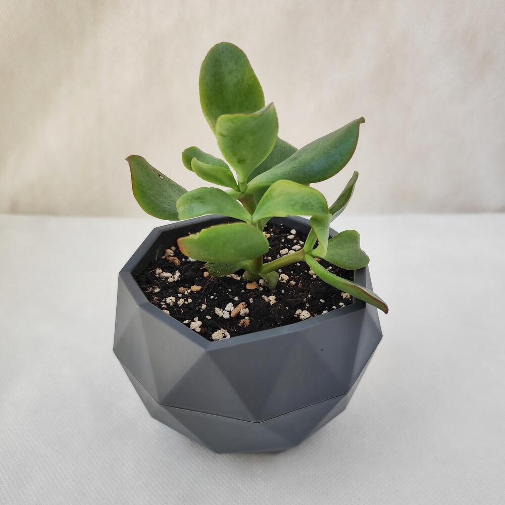 Крассула (Денежное дерево) сорт Ундуллатифолия в горшке, арт6