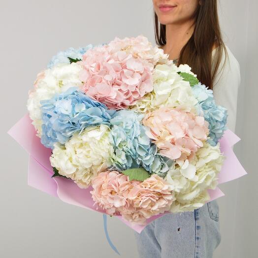 Гортензия 15 штучек, «Облачко нежности»