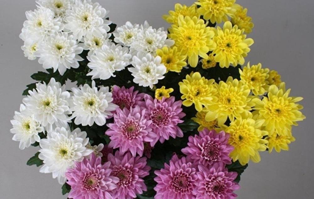№27 Хризантемы 5 шт.