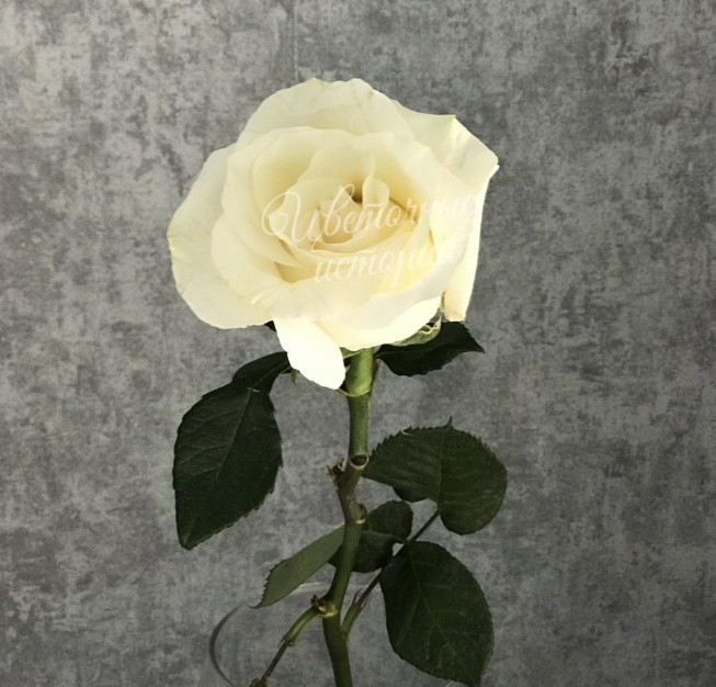 Роза белая Эквадор 70см