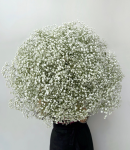 Гипсофилы букет из 35 цветов, свадебный белый монобукет невесты