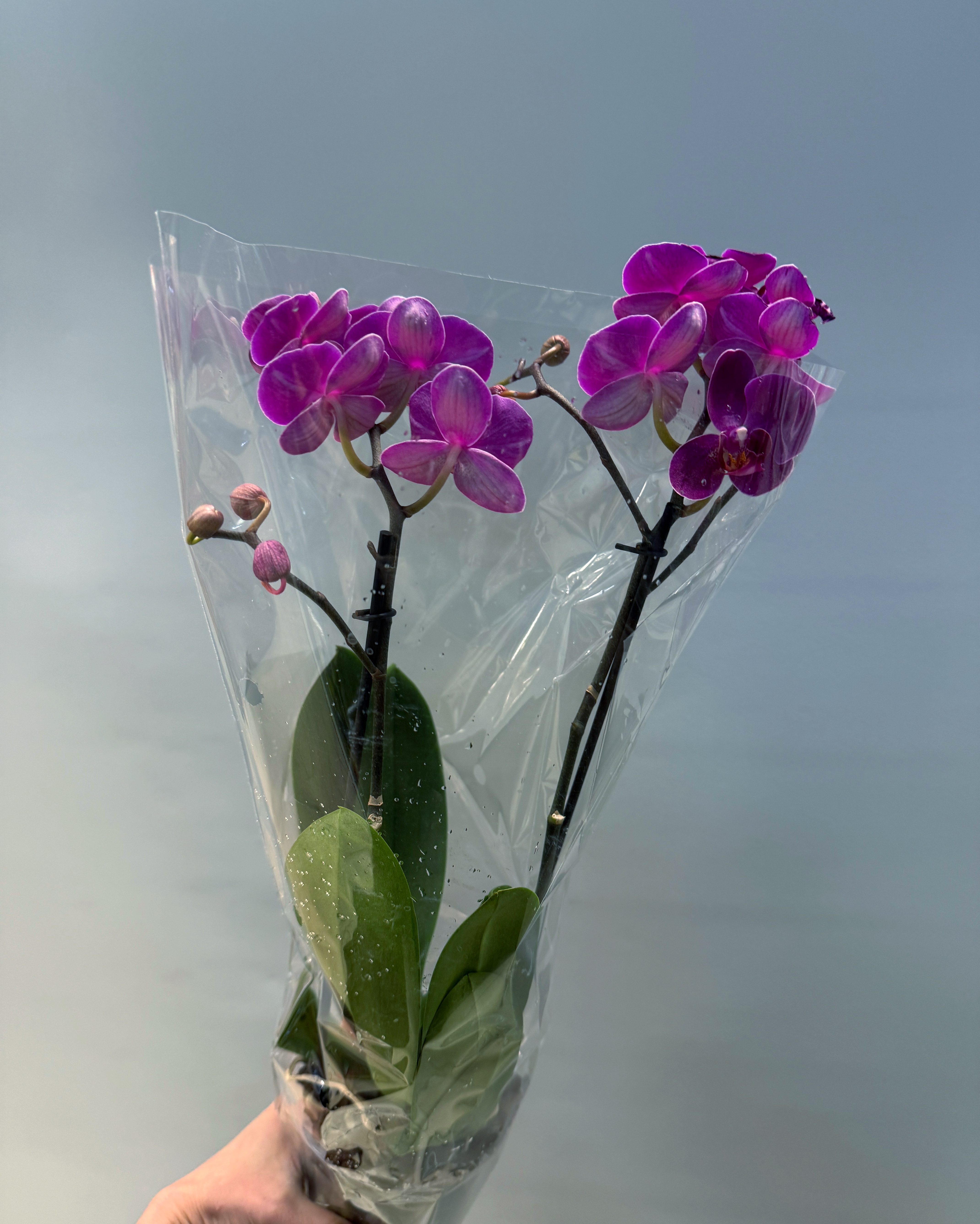 Фаленопсис