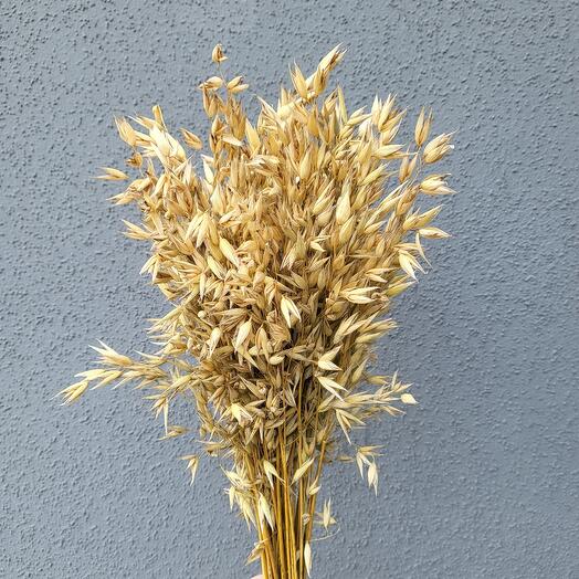 Овёс сухоцвет