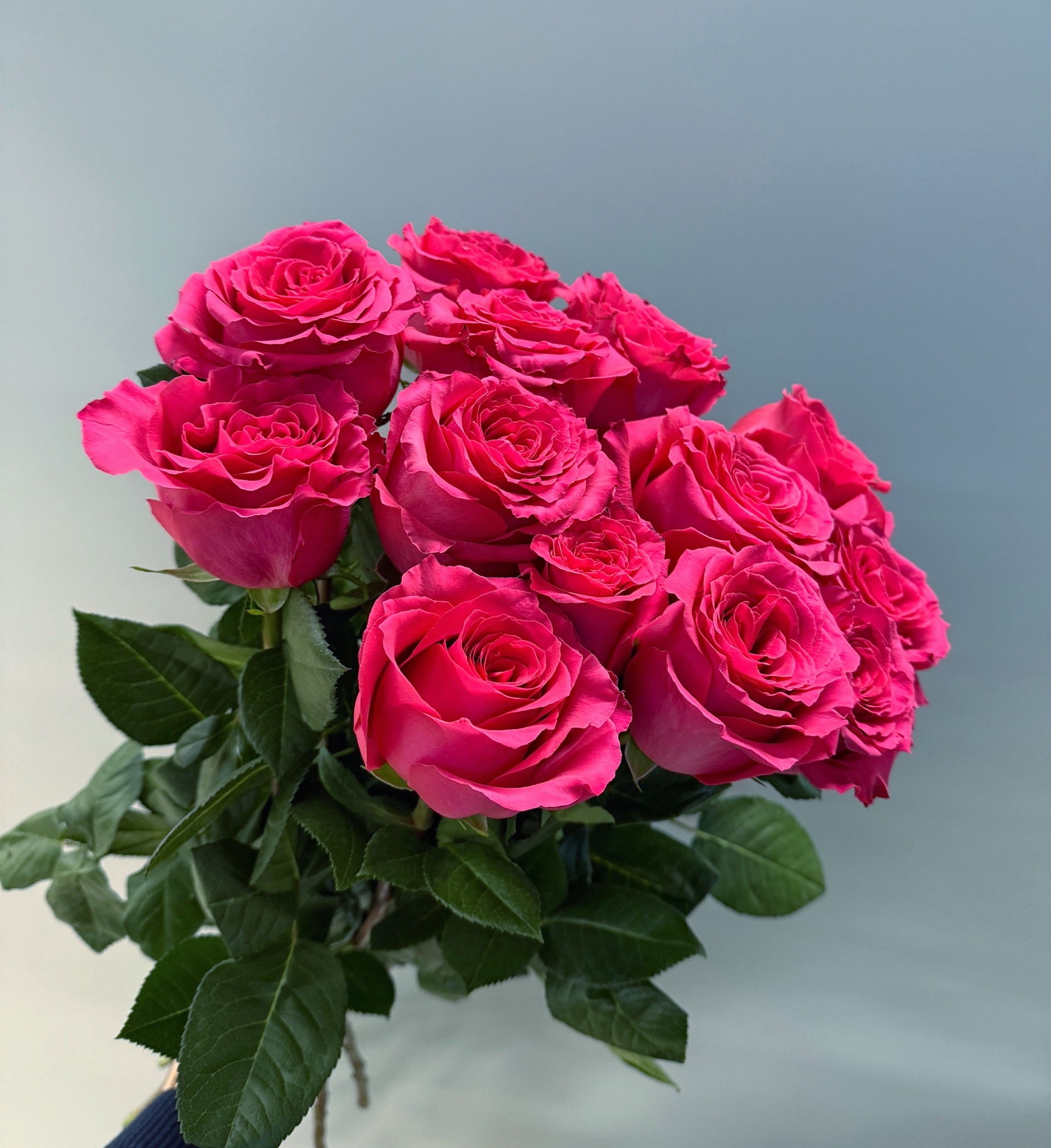 13 малиновых роз