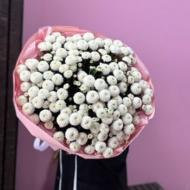 15 кустовых Шариков хризантемы