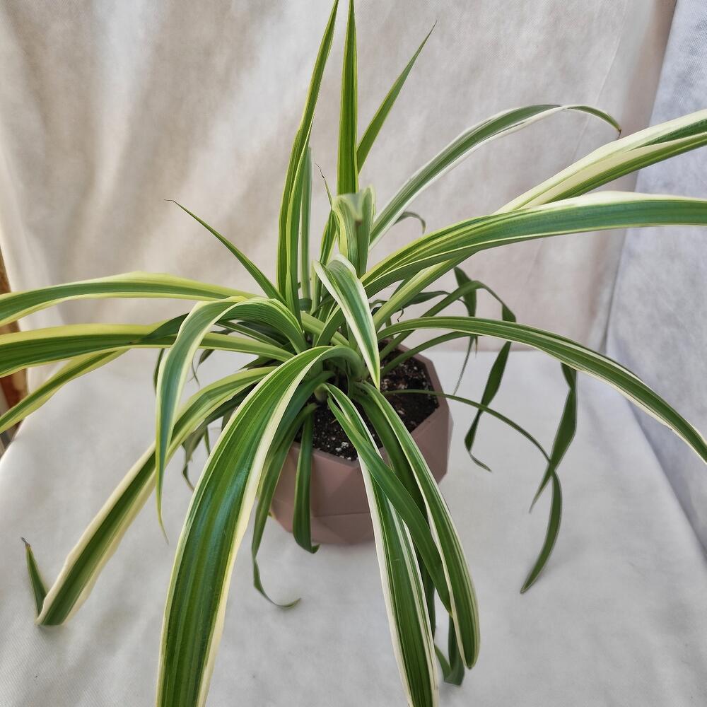 Комнатное растение Хлорофитум Вариегата в горшке