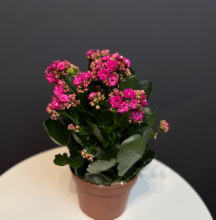 Каланхое микс фуксия