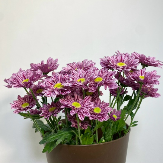 Хризантема кустовая