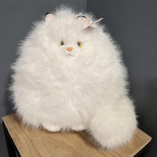 Белый котик