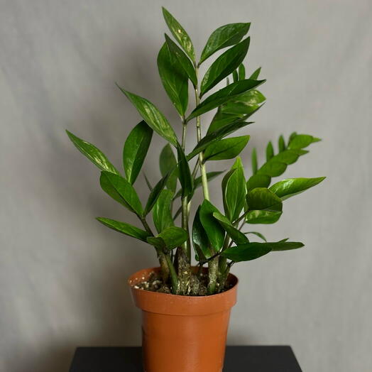 Замиокулькас 12горшок