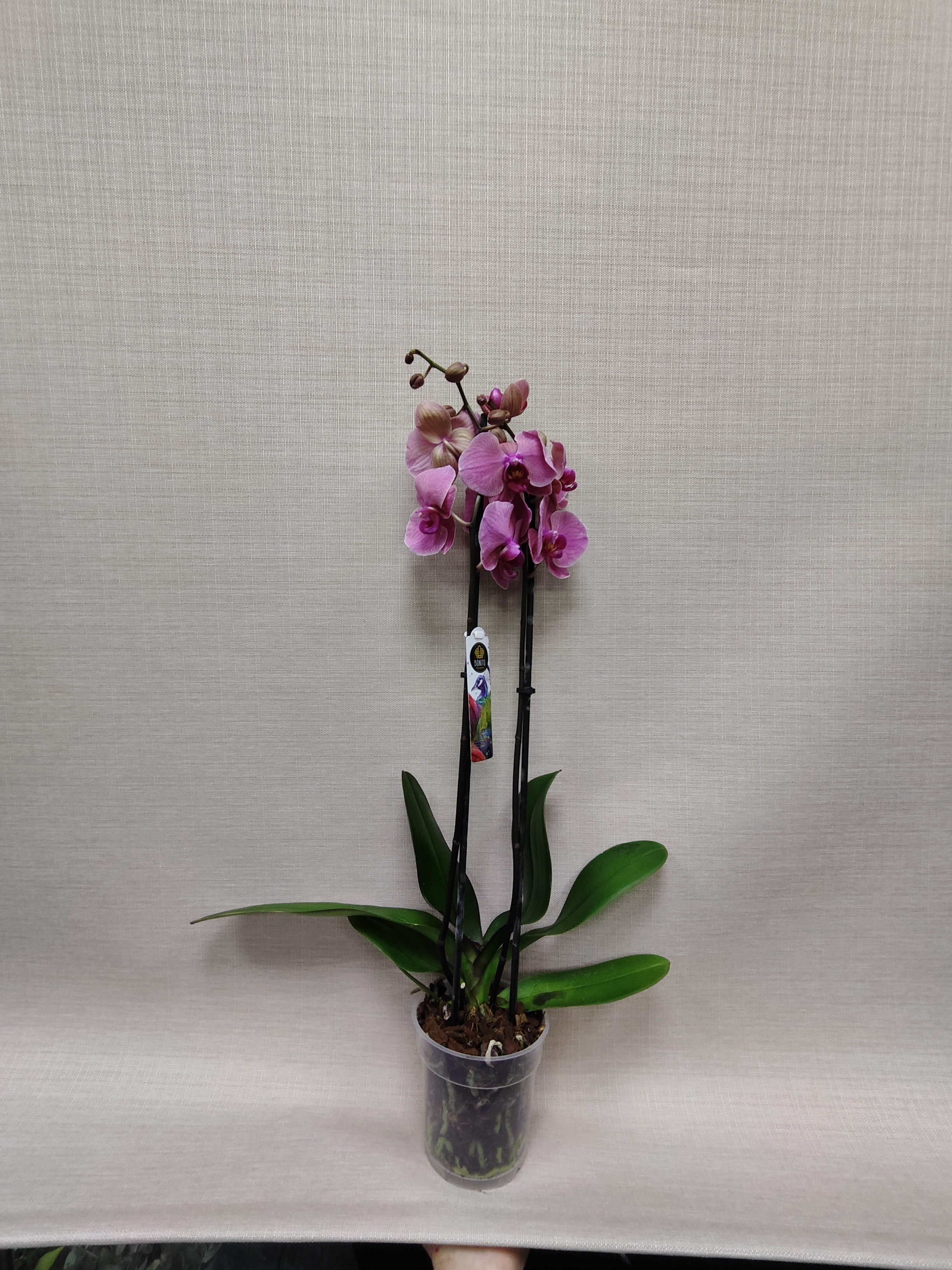 Фаленопсис #23