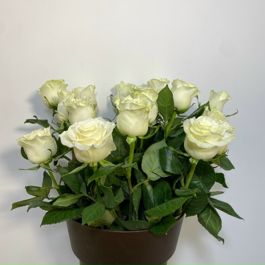 Роза Мондиаль