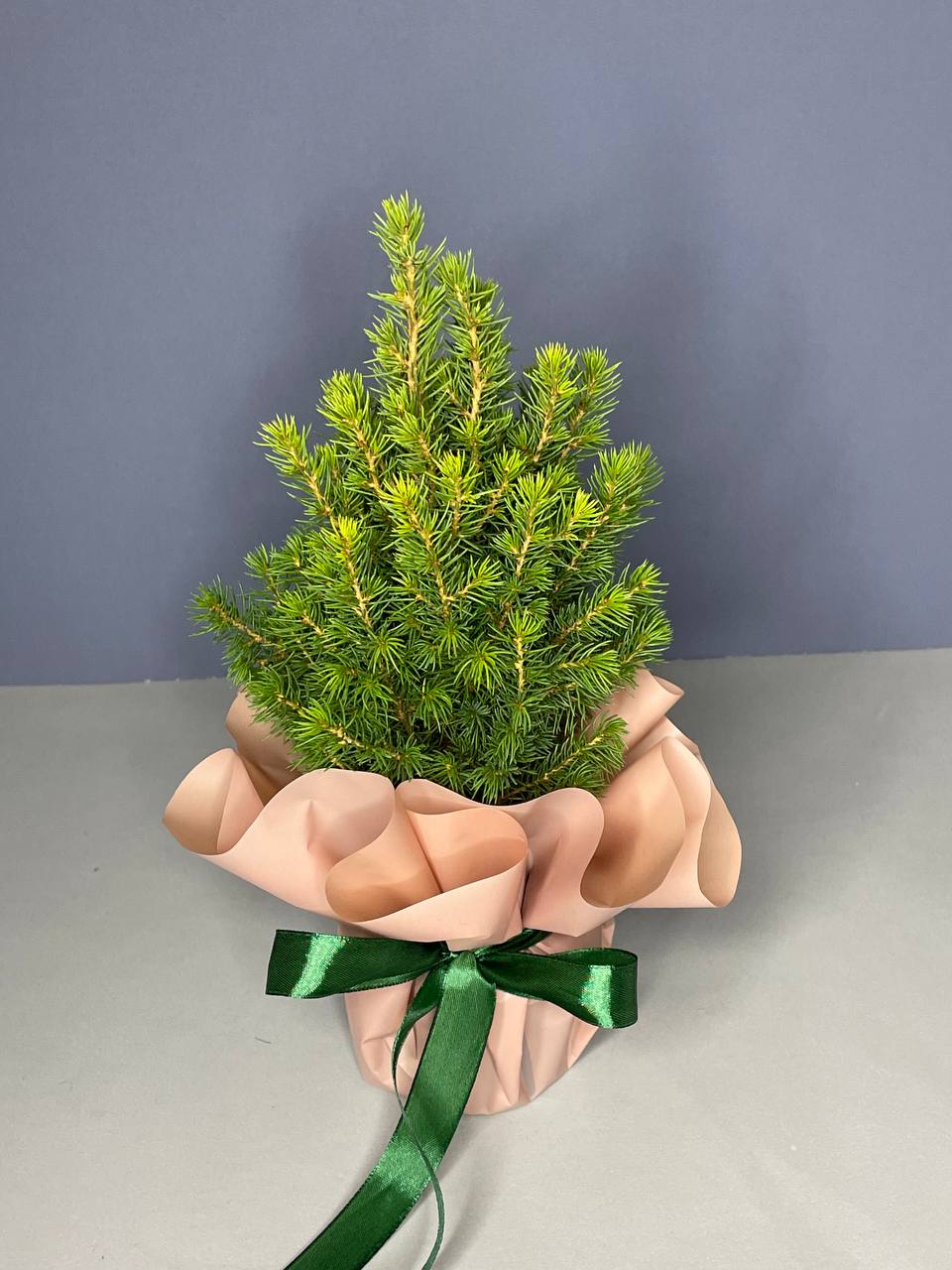 Пицея Глаука