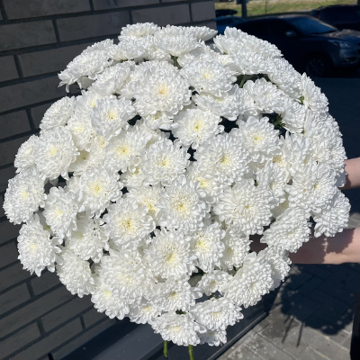 21 хризантема под ленту