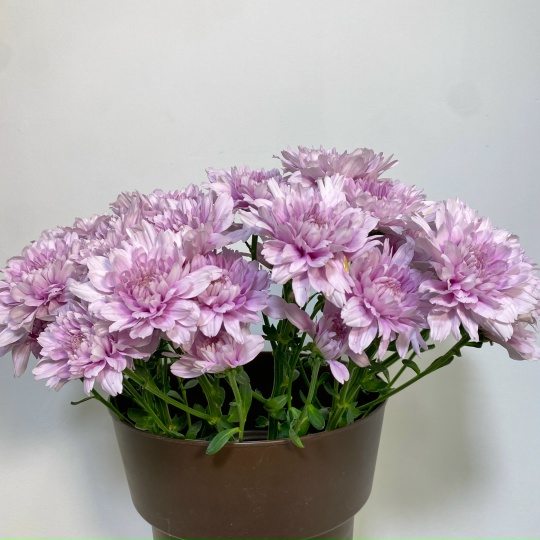 Хризантема кустовая розовая