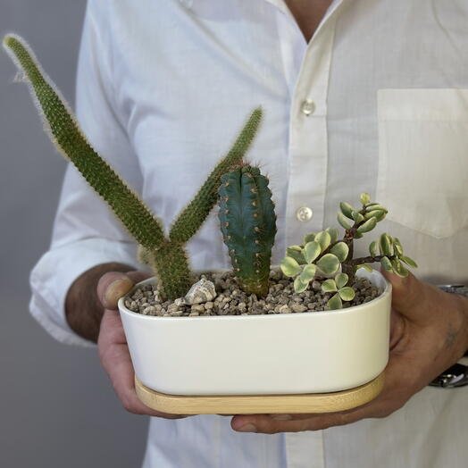 Микс из суккулентов «Бансай»