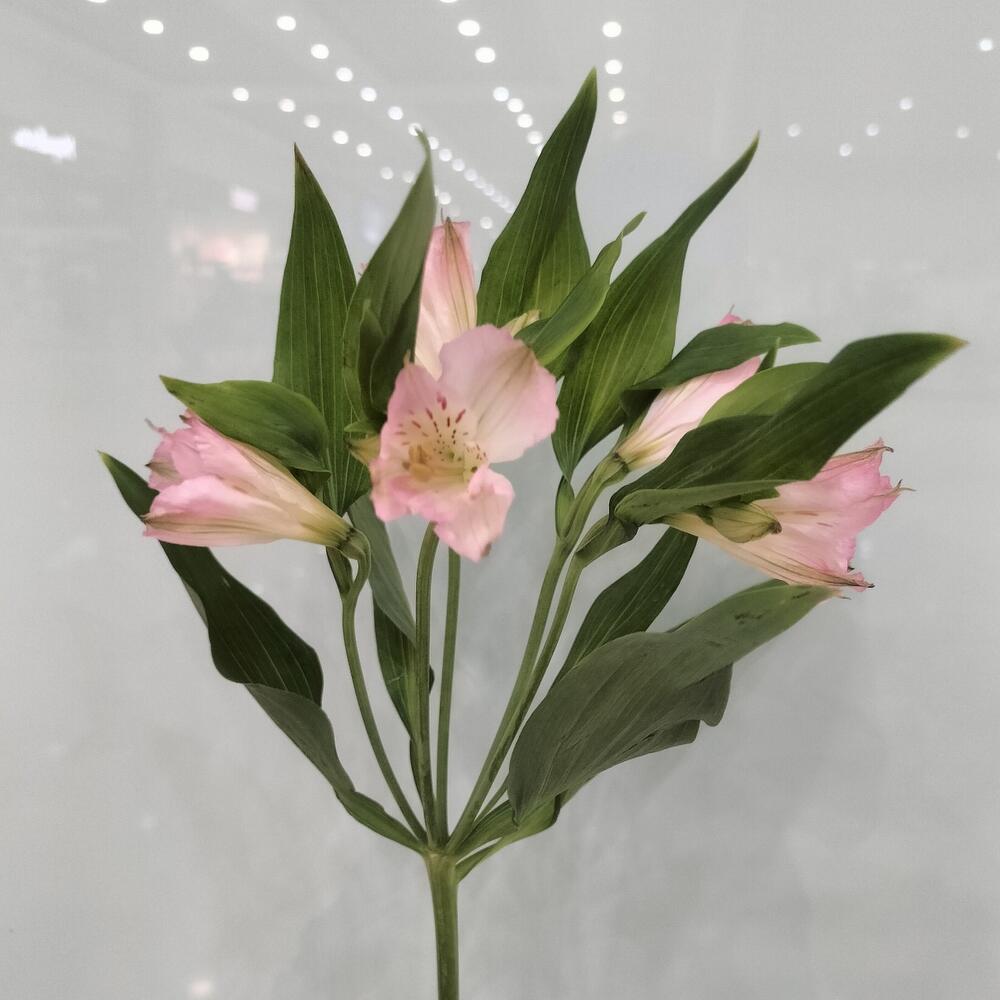 Альстромерия розовая 