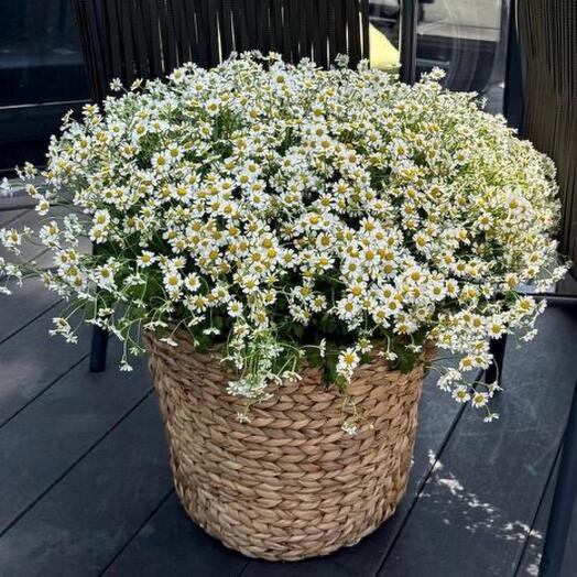Ромашки полевые ароматные в кашпо