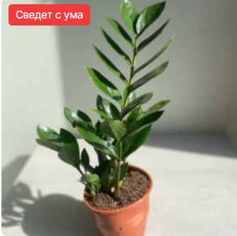 Замиокулькас (Долларовое дерево)