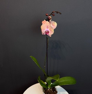 Орхидея "Персиковая"