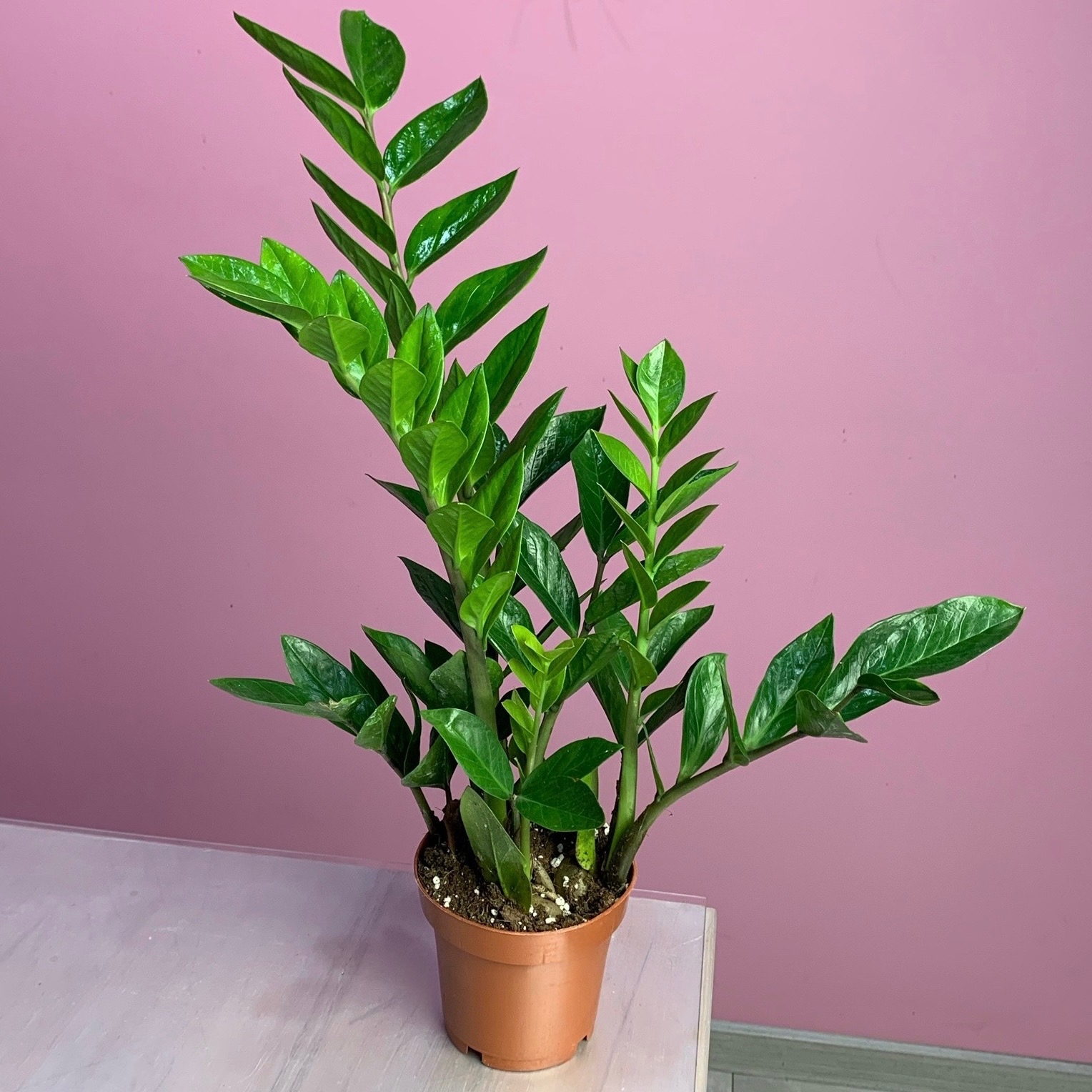 Замиокулькас (Долларовое дерево)