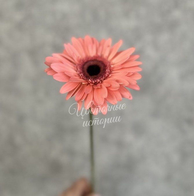 Розовая гербера