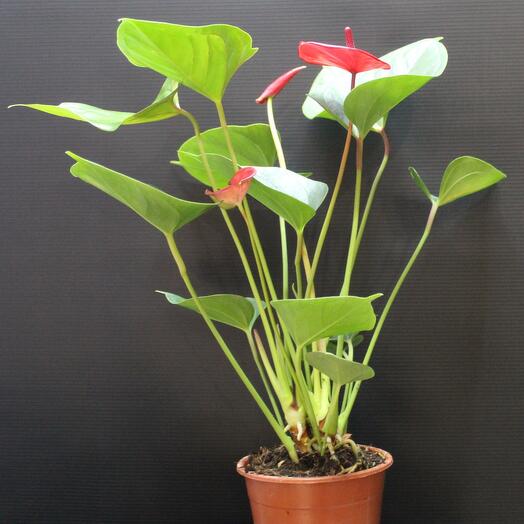 Комнатное растение Антуриум