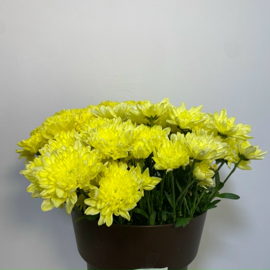 Хризантема кустовая желтая