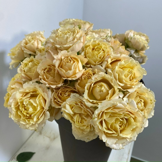 Роза кустовая