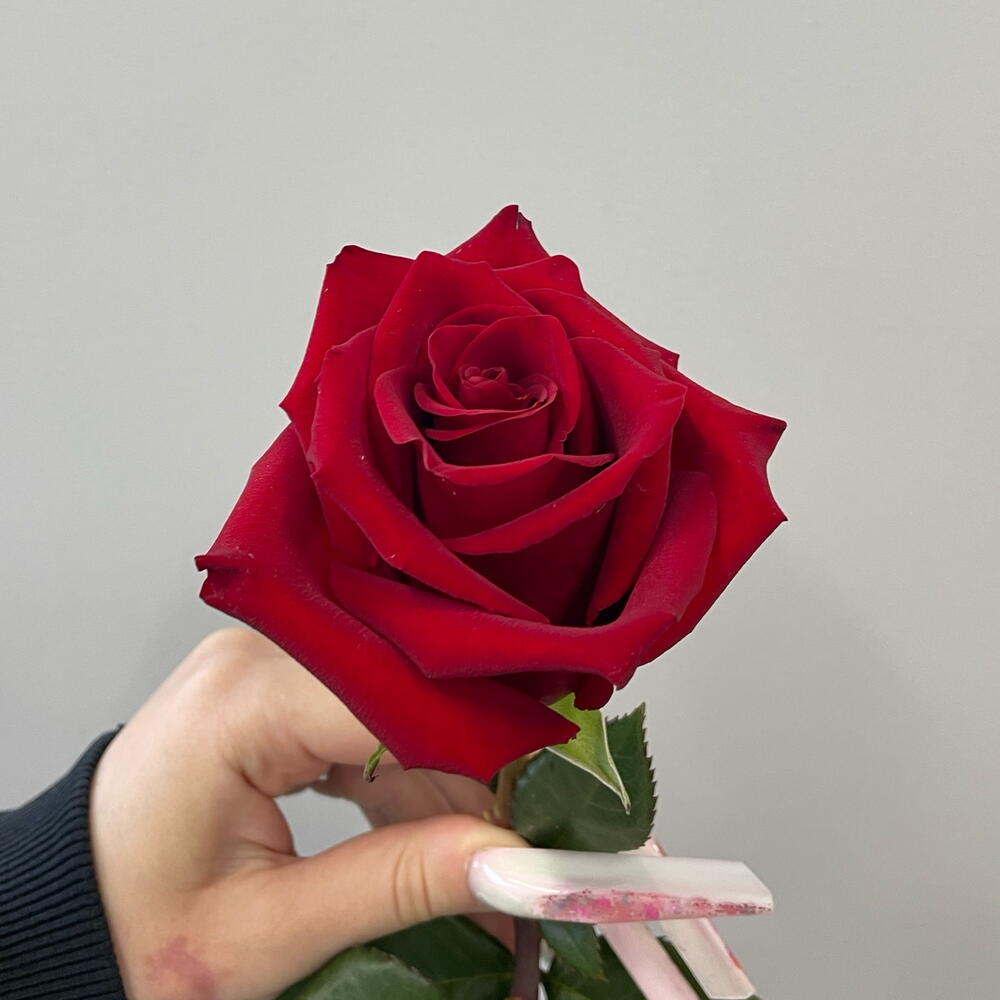 Роза красная 80 см