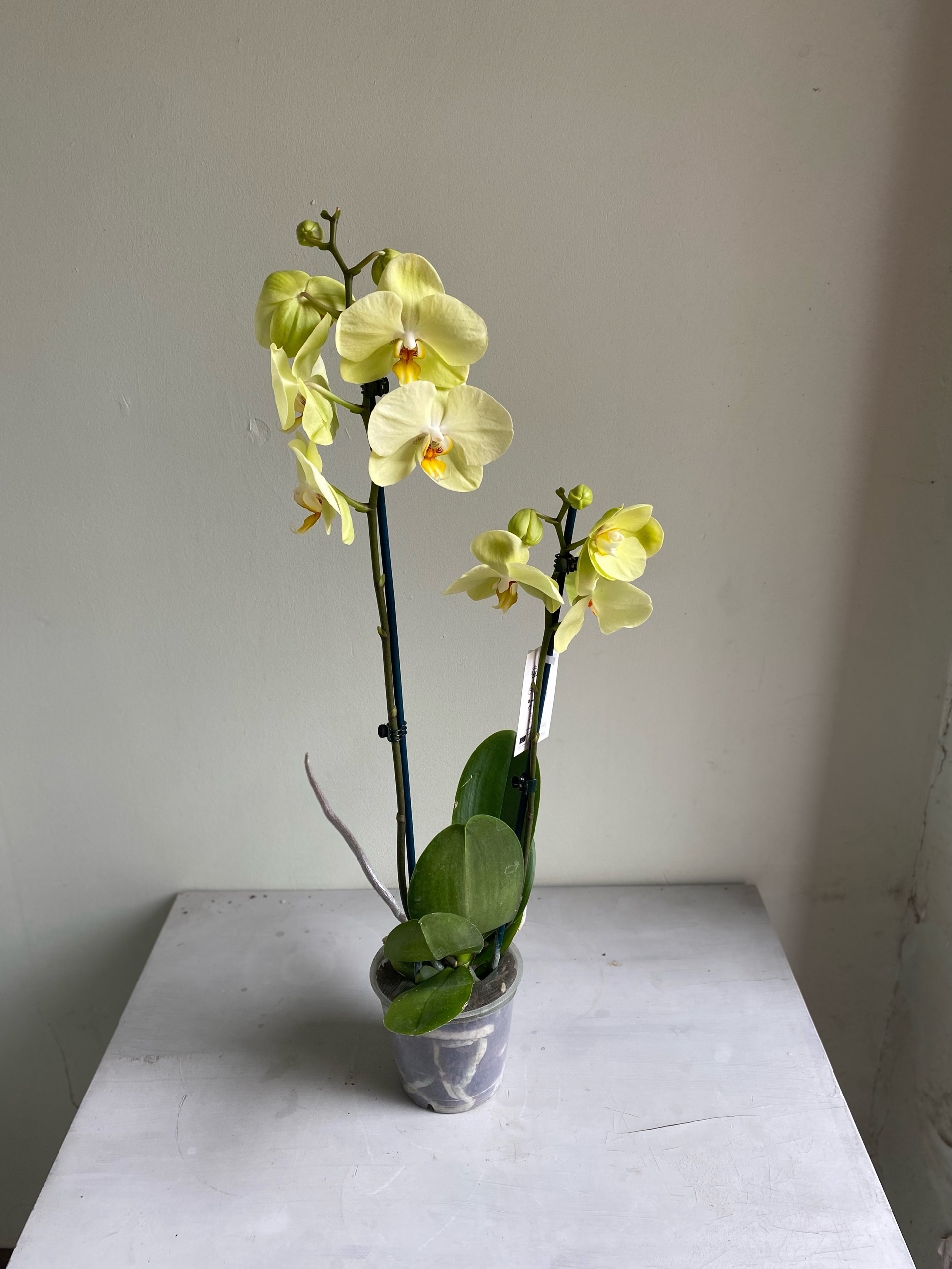 Фаленопсис