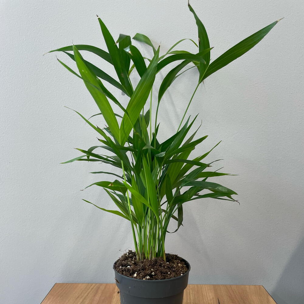 Пальма Арека