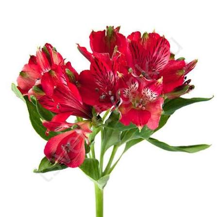 Альстромерия красная 1 шт