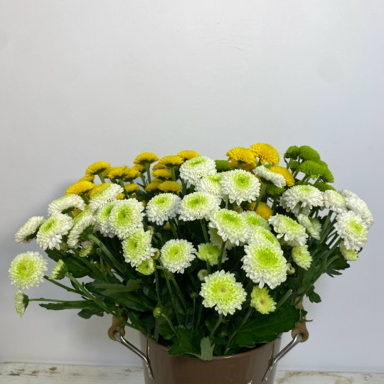 Хризантема кустовая «Сантини»