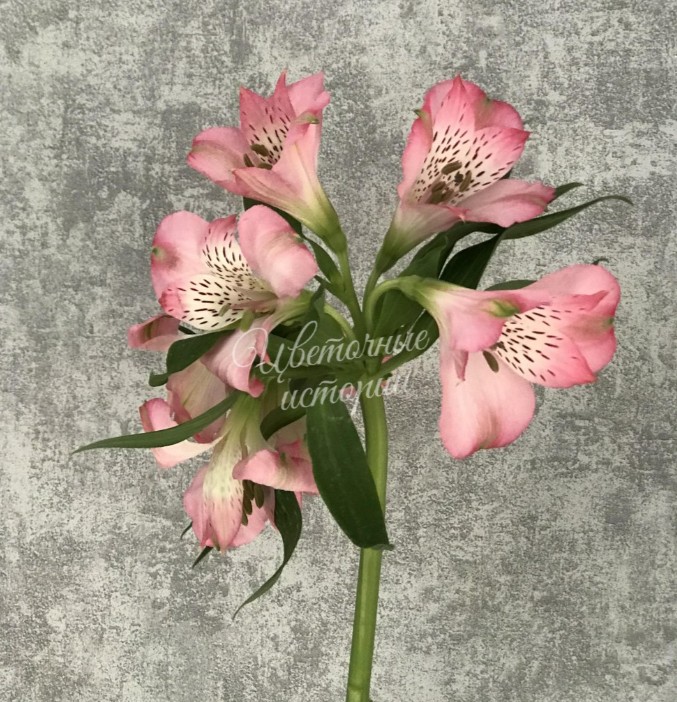 Альстромерия ярко-розовая