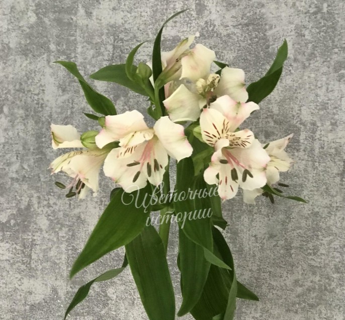 Альстромерия белая